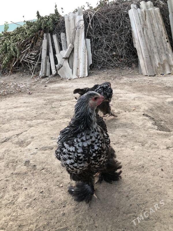 Brama silwer - Herrikgala - img 2