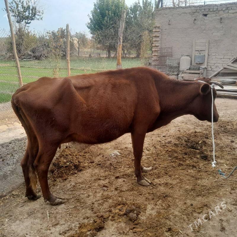 saglyk sygyr - Туркменабат - img 3