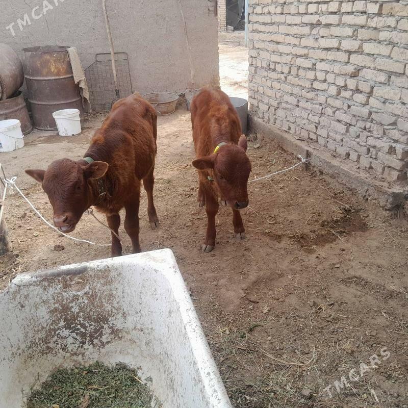 saglyk sygyr - Туркменабат - img 4