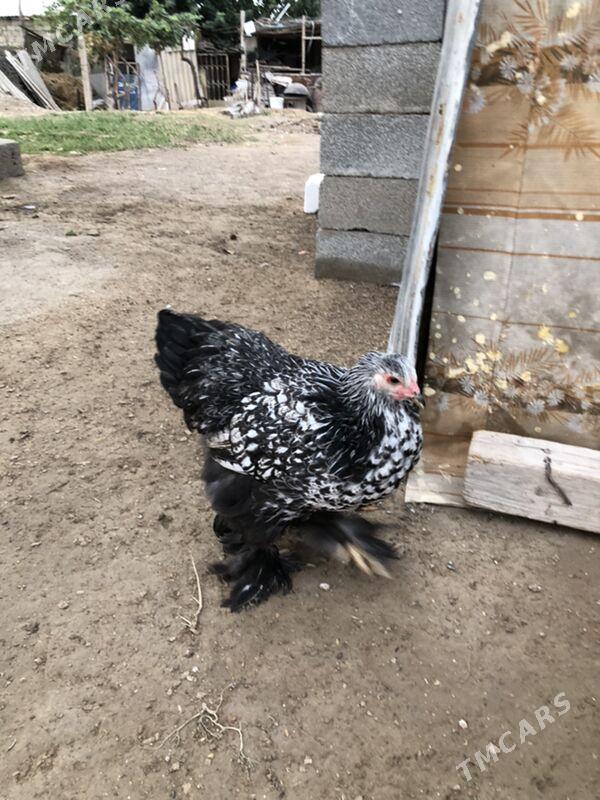 Brama silwer - Herrikgala - img 4