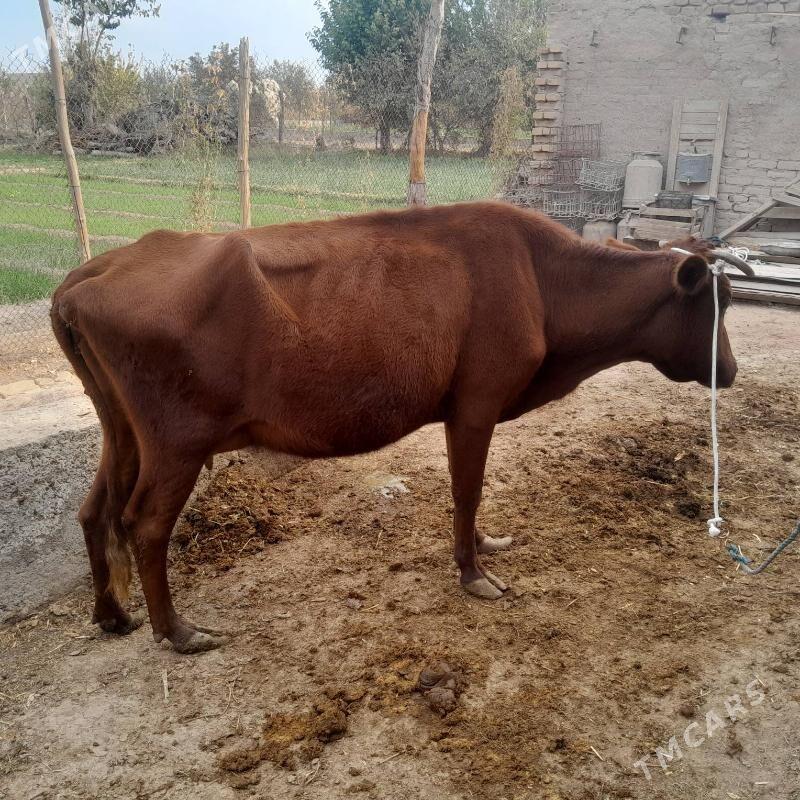 saglyk sygyr - Туркменабат - img 2