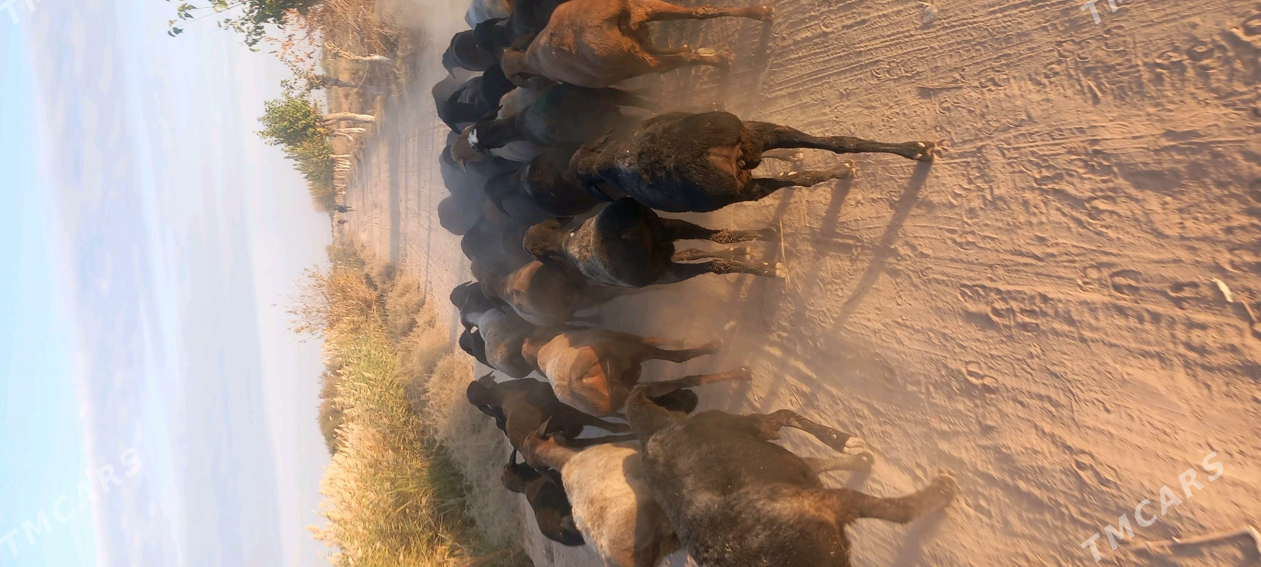 Gisir goyunlar - Çärjew - img 3