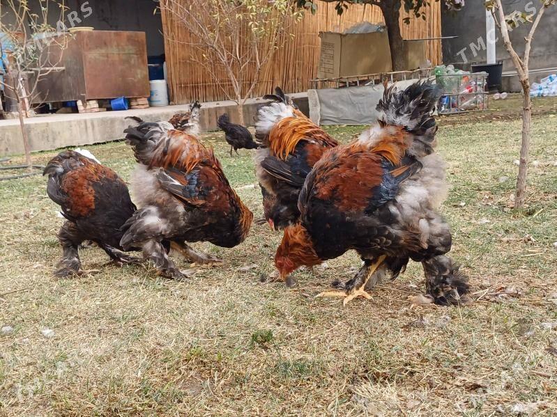 brama horaz - Çoganly - img 1