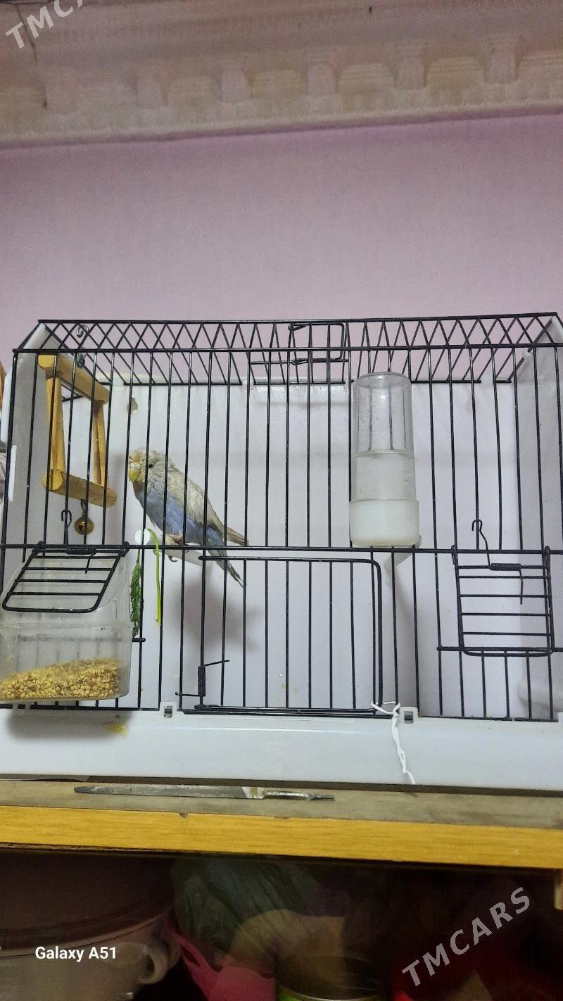 popugay - Daşoguz - img 6