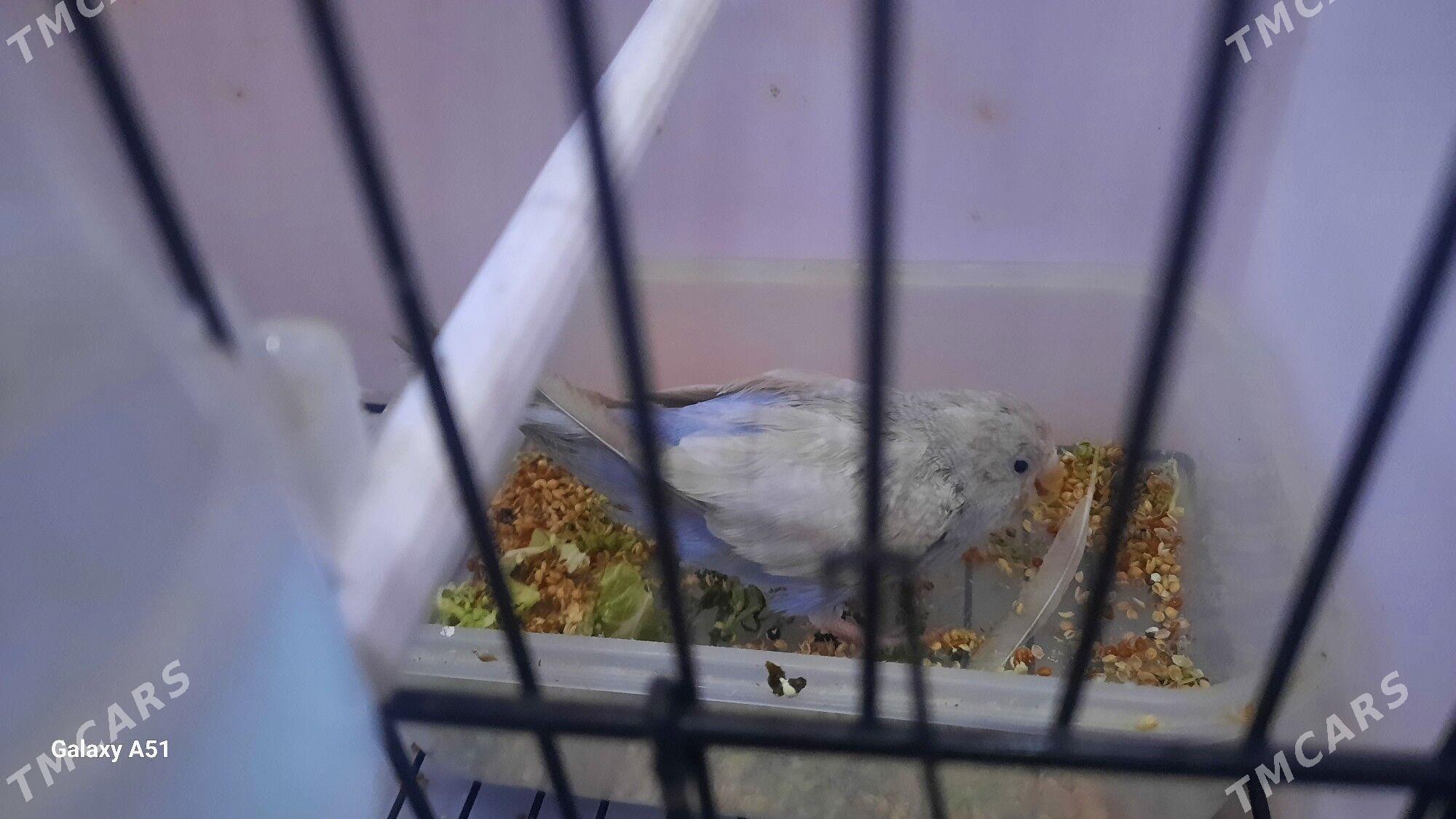 popugay - Daşoguz - img 3