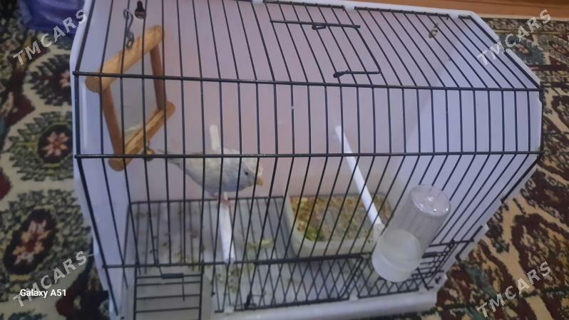 popugay - Daşoguz - img 2