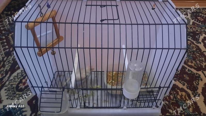 popugay - Daşoguz - img 7