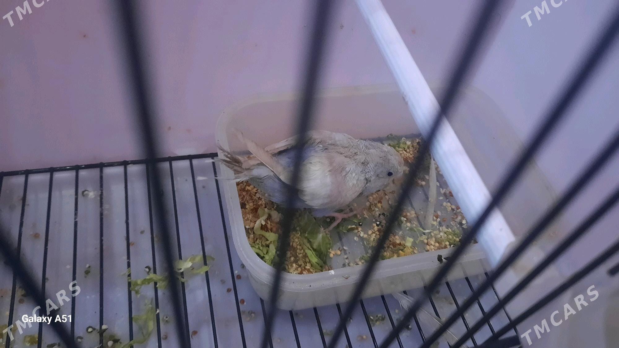 popugay - Daşoguz - img 4