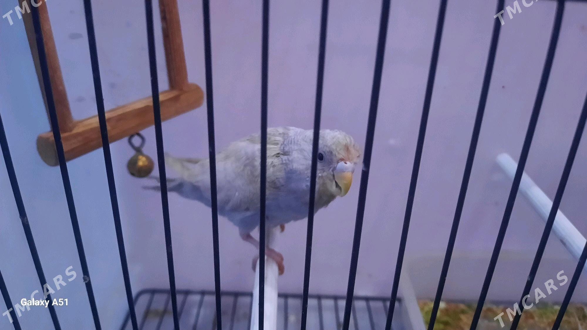 popugay - Daşoguz - img 1