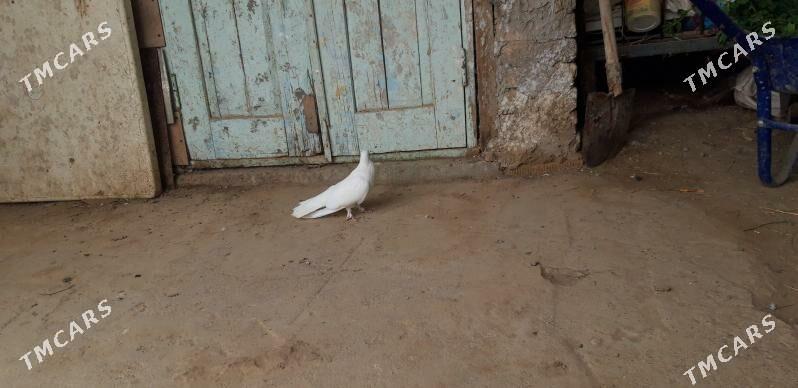 ak saposga - Ак-Бугдайский этрап - img 2