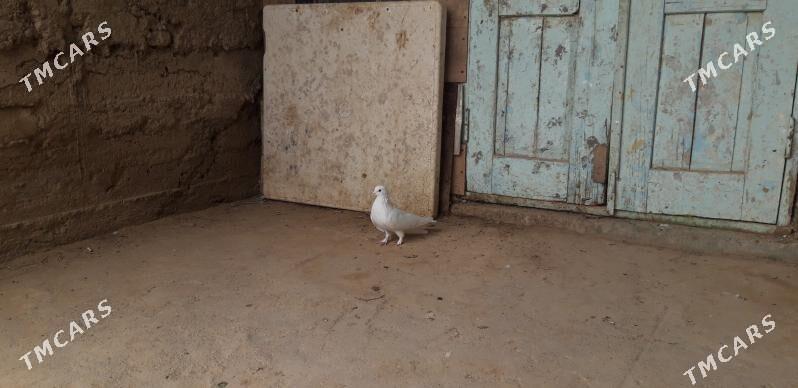 ak saposga - Ак-Бугдайский этрап - img 1