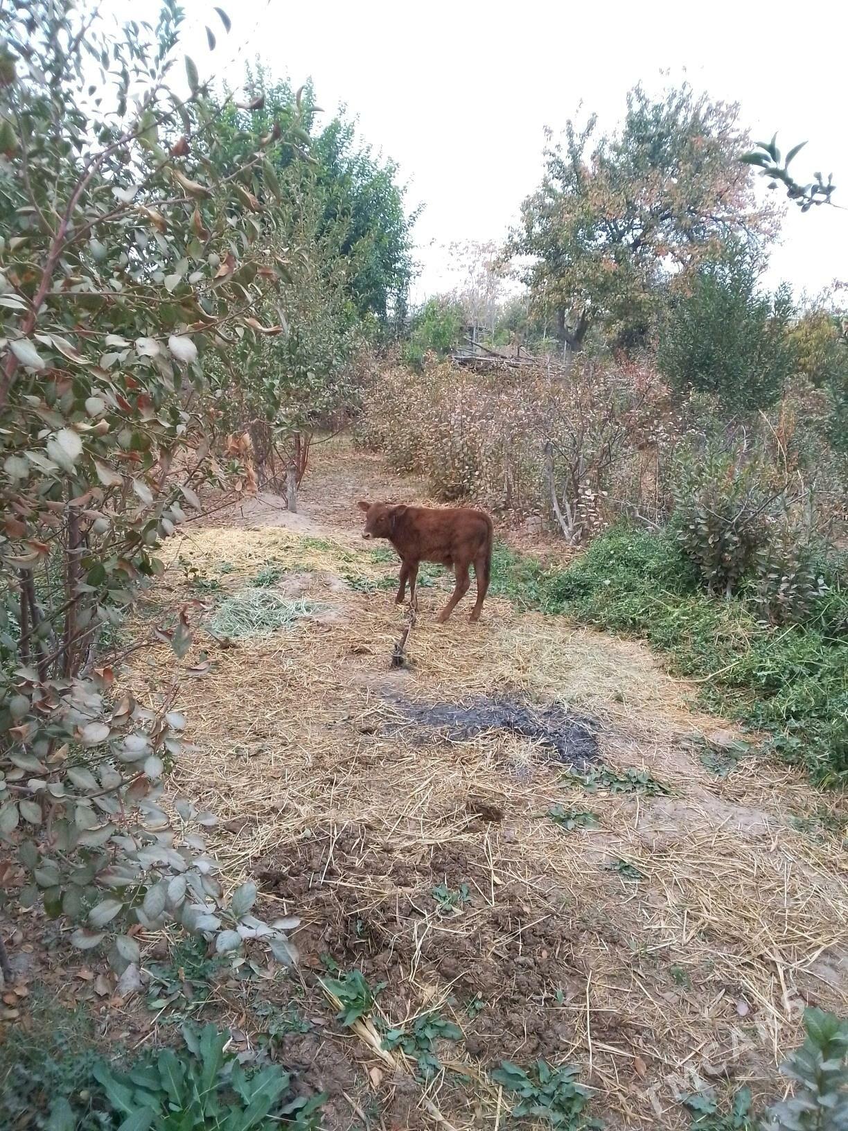 saglyk - Dänew - img 3