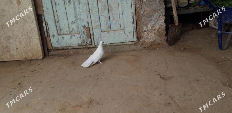 ak saposga - Ак-Бугдайский этрап - img 3