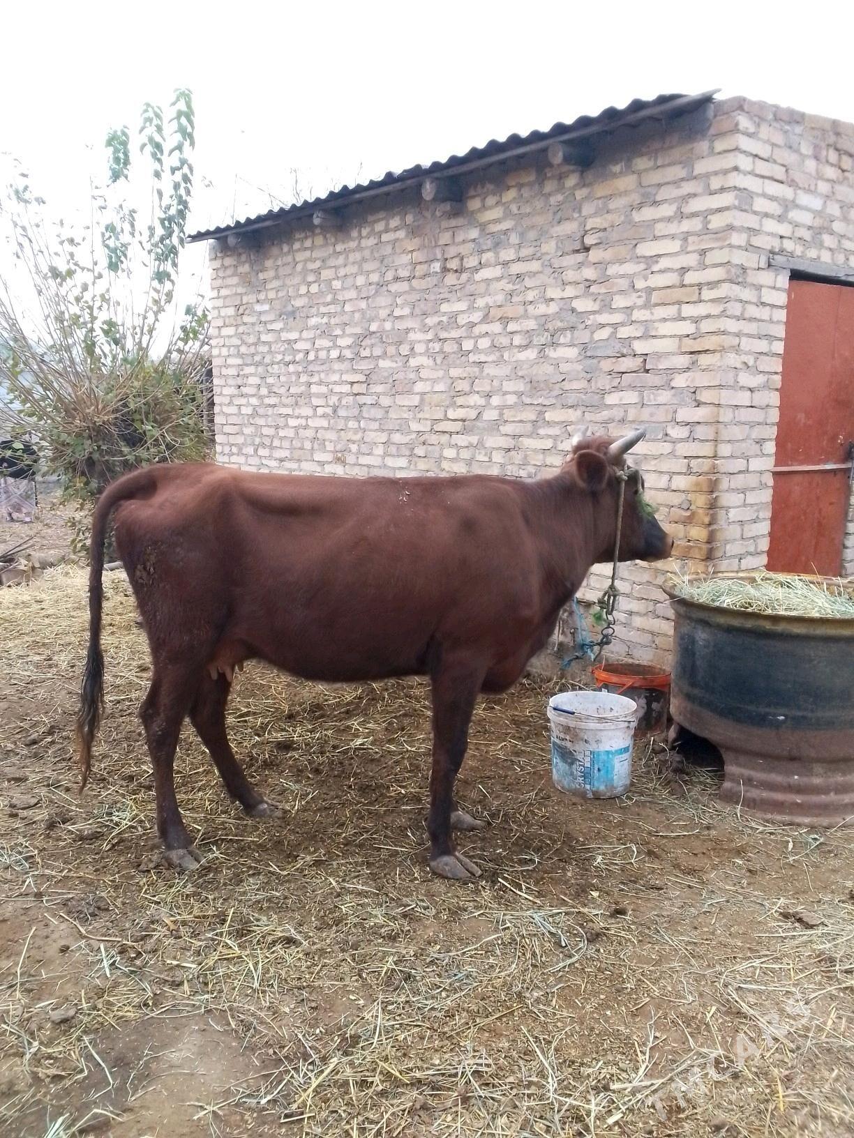 saglyk - Dänew - img 4