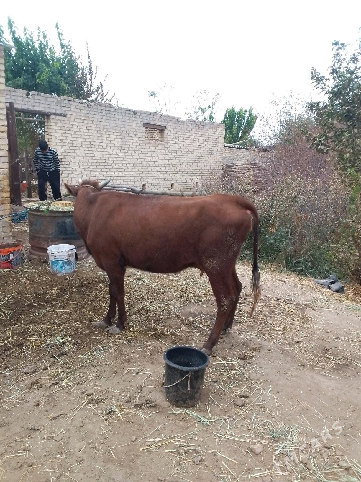 saglyk - Dänew - img 5