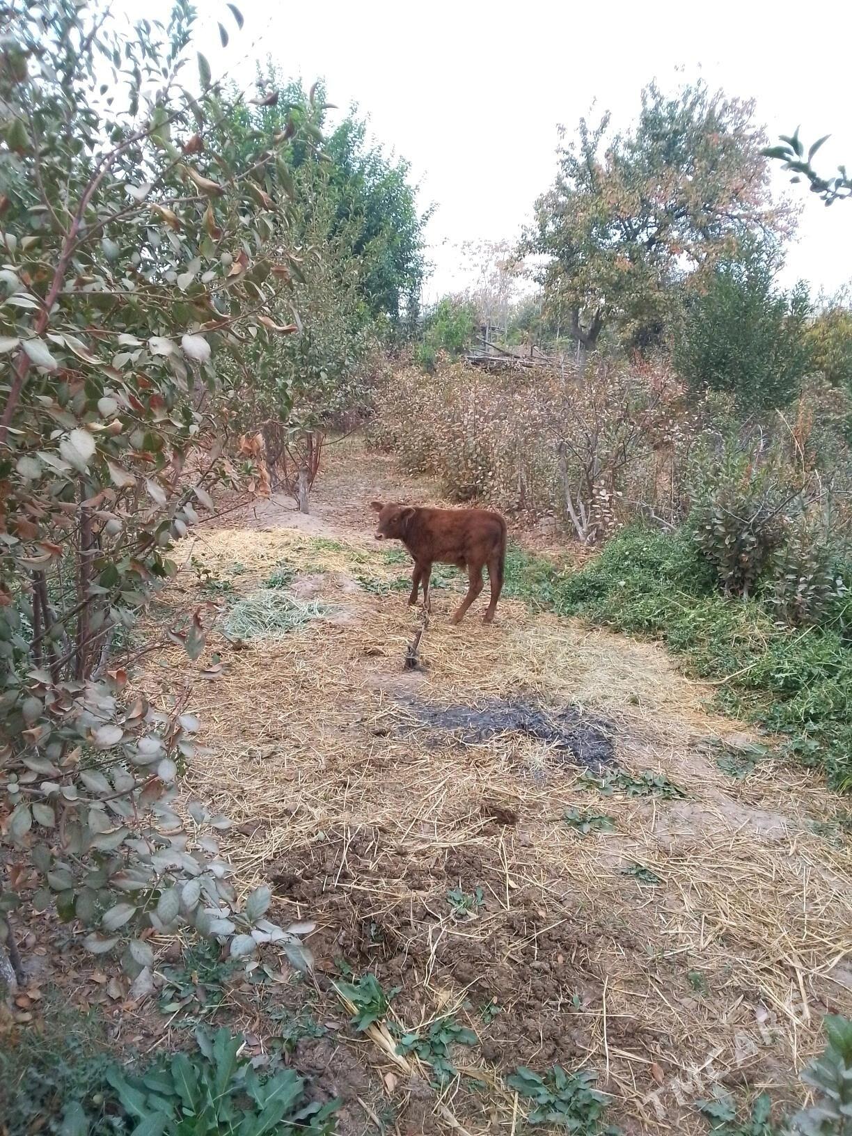 saglyk - Dänew - img 2
