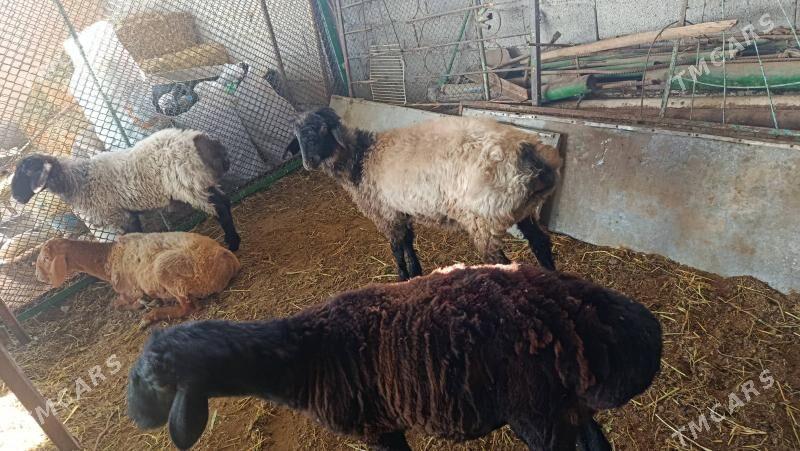 goyun - Анев - img 4