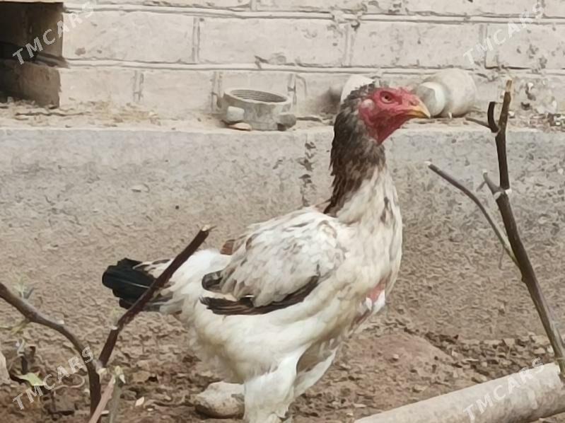 Baysy Towuk - Dänew - img 3