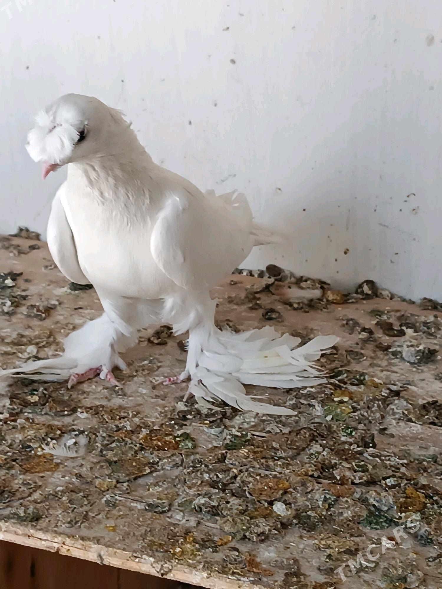 Kepderi - Мары - img 2