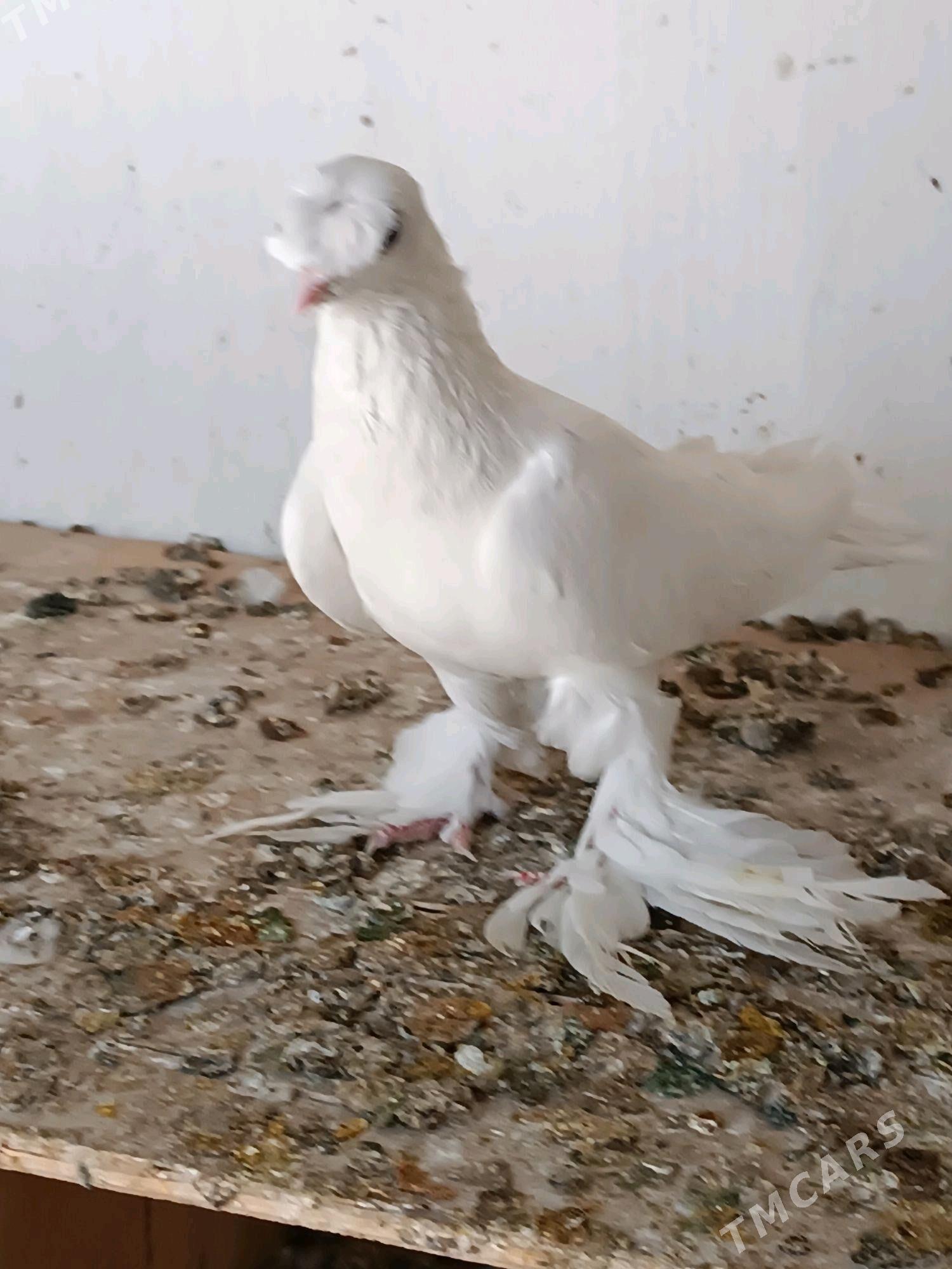 Kepderi - Мары - img 1