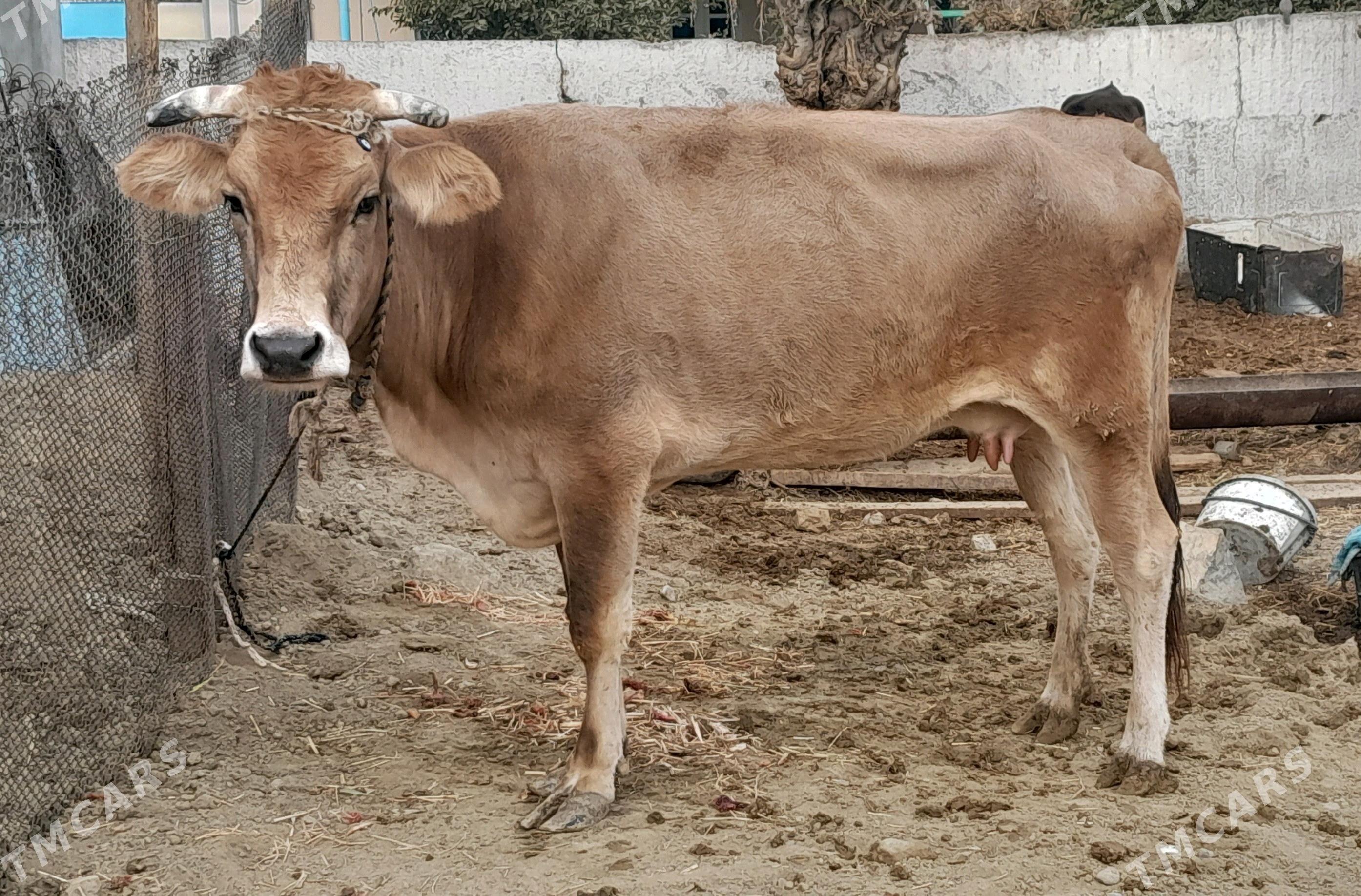 Göleli sygyr - Gökdepe - img 2