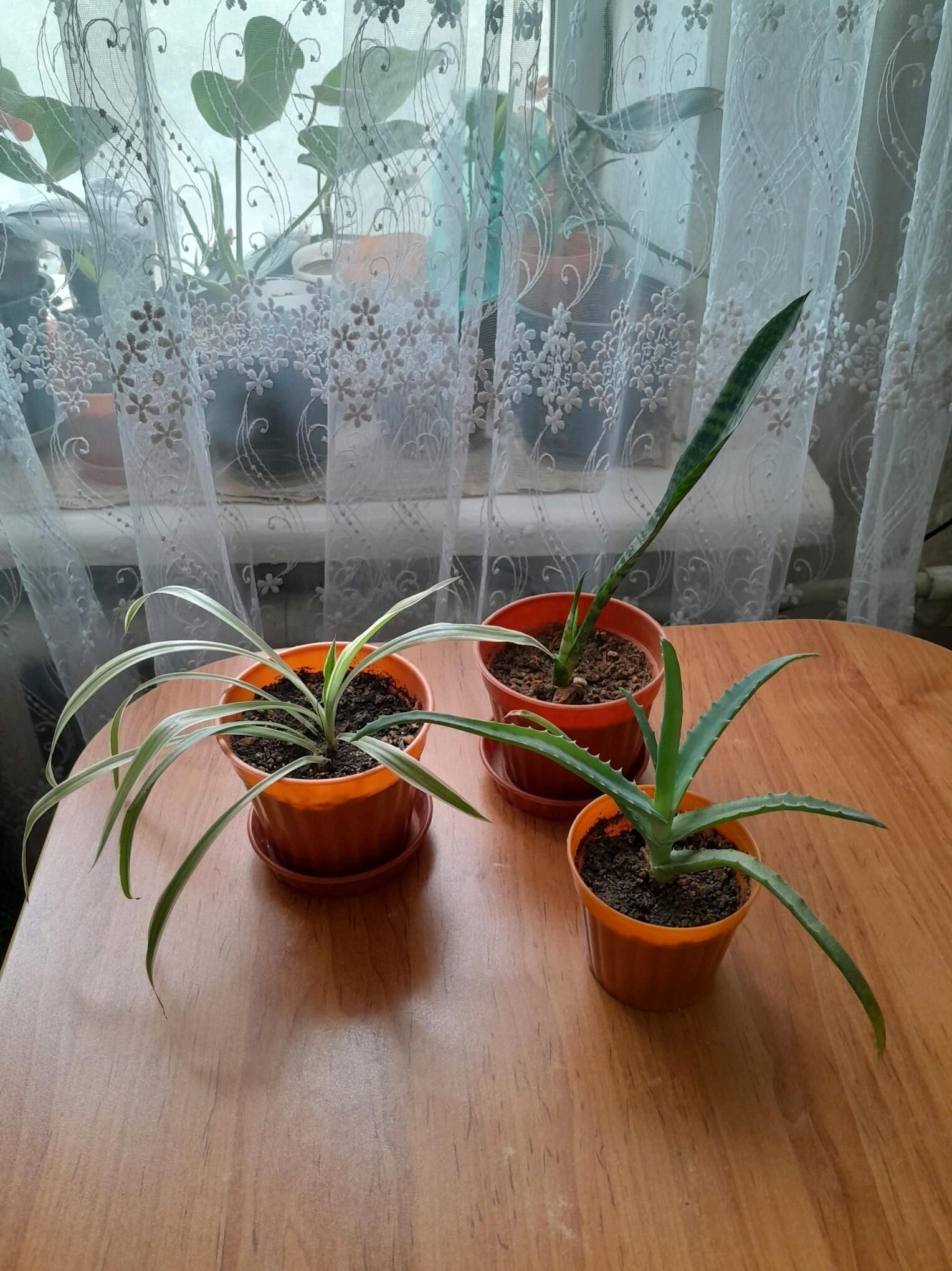 растения цветы  gul - 30 mkr - img 1