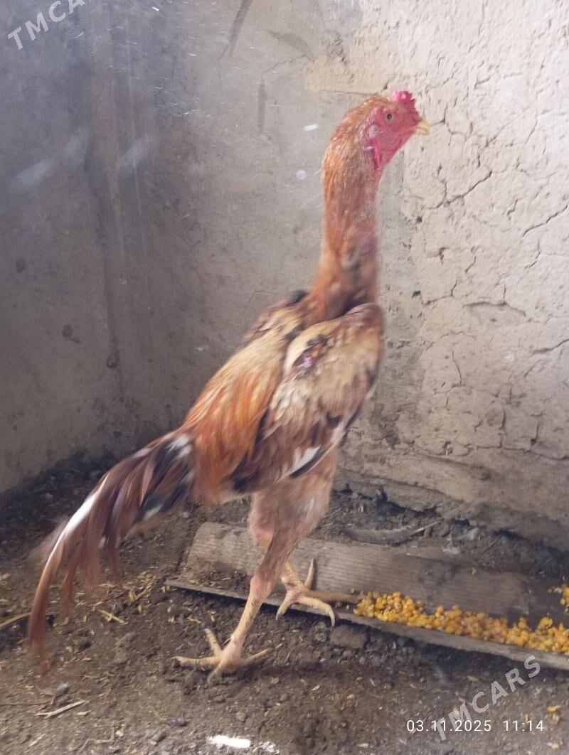 TASGENT HORAZ - Мургап - img 1