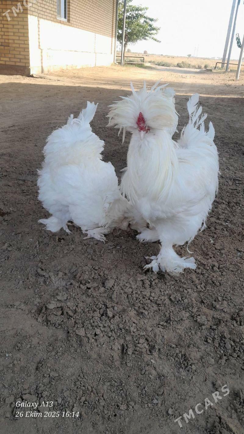 troýka towuk - Murgap - img 1