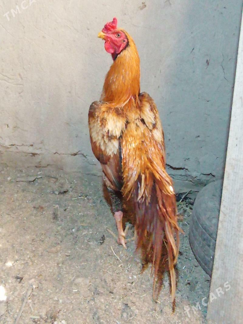 TASGENT HORAZ - Мургап - img 6