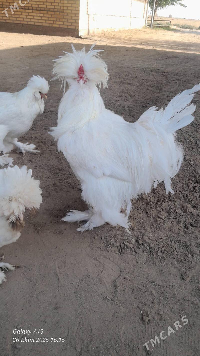 troýka towuk - Murgap - img 3