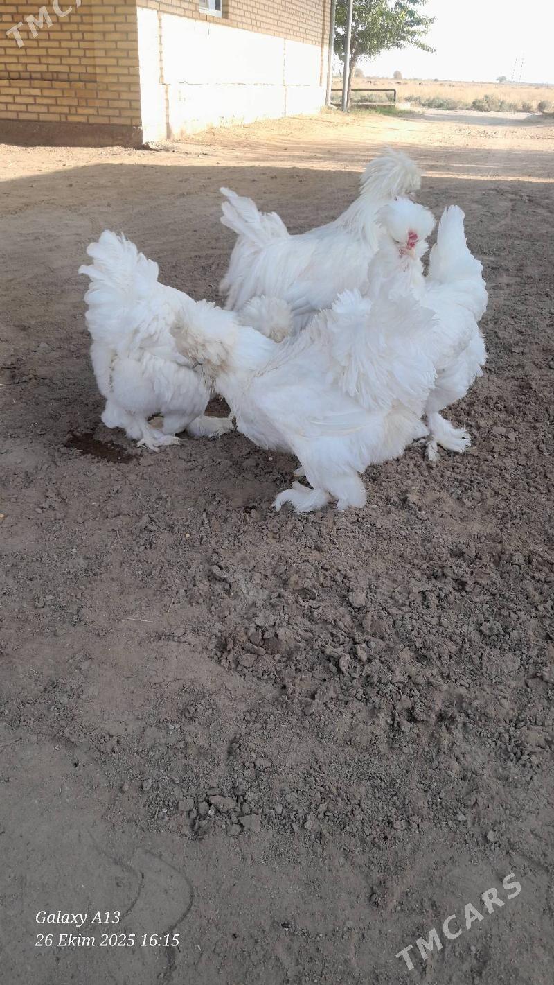 troýka towuk - Murgap - img 4