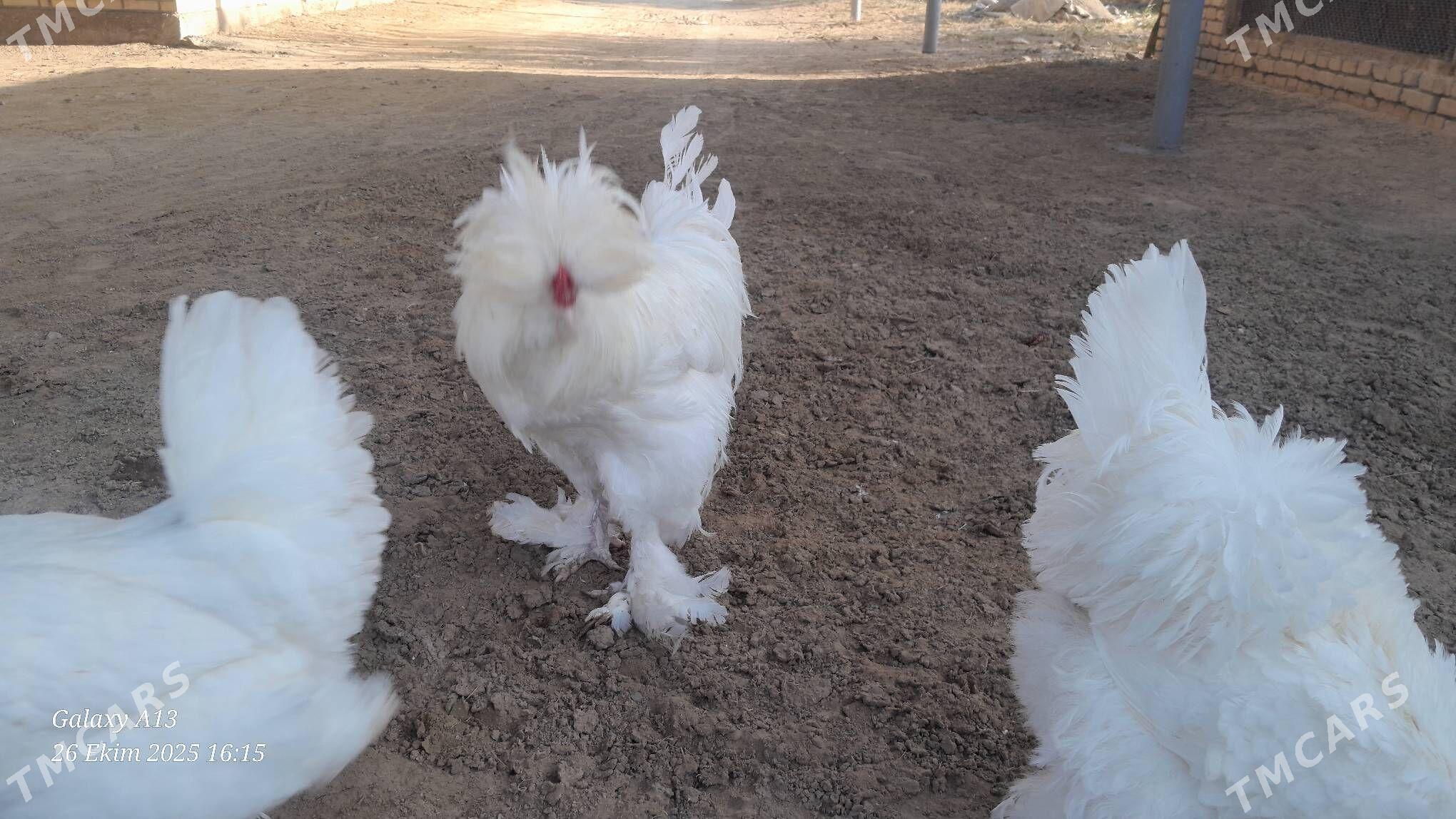 troýka towuk - Murgap - img 9