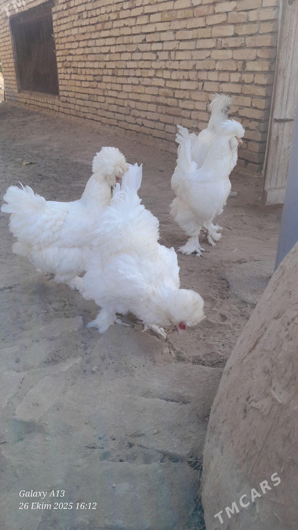 troýka towuk - Murgap - img 7