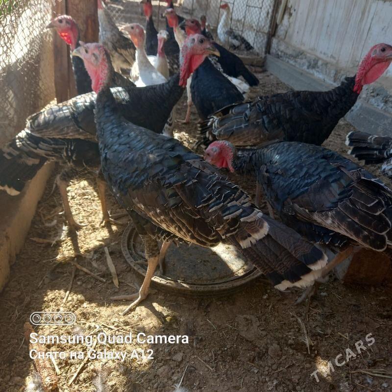 induk - Daşoguz - img 2