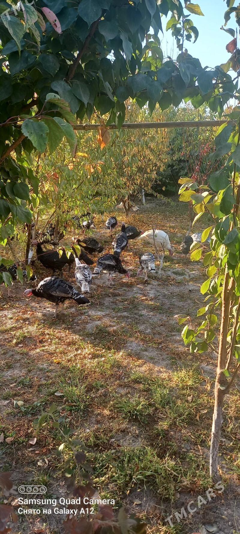 induk - Daşoguz - img 3