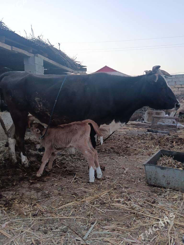 Göleli Sygyr - Büzmeýin - img 1