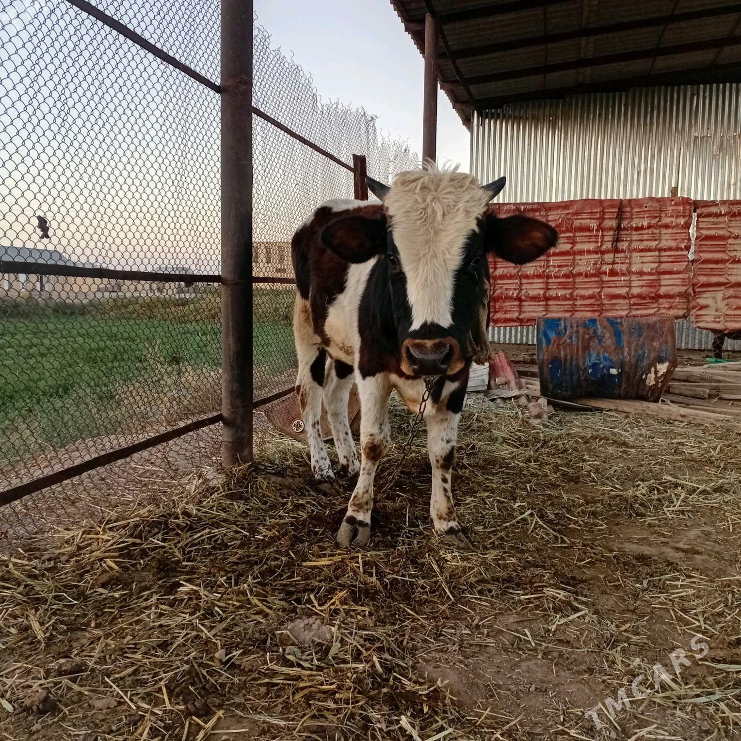 ökiz - Сакарчага - img 4