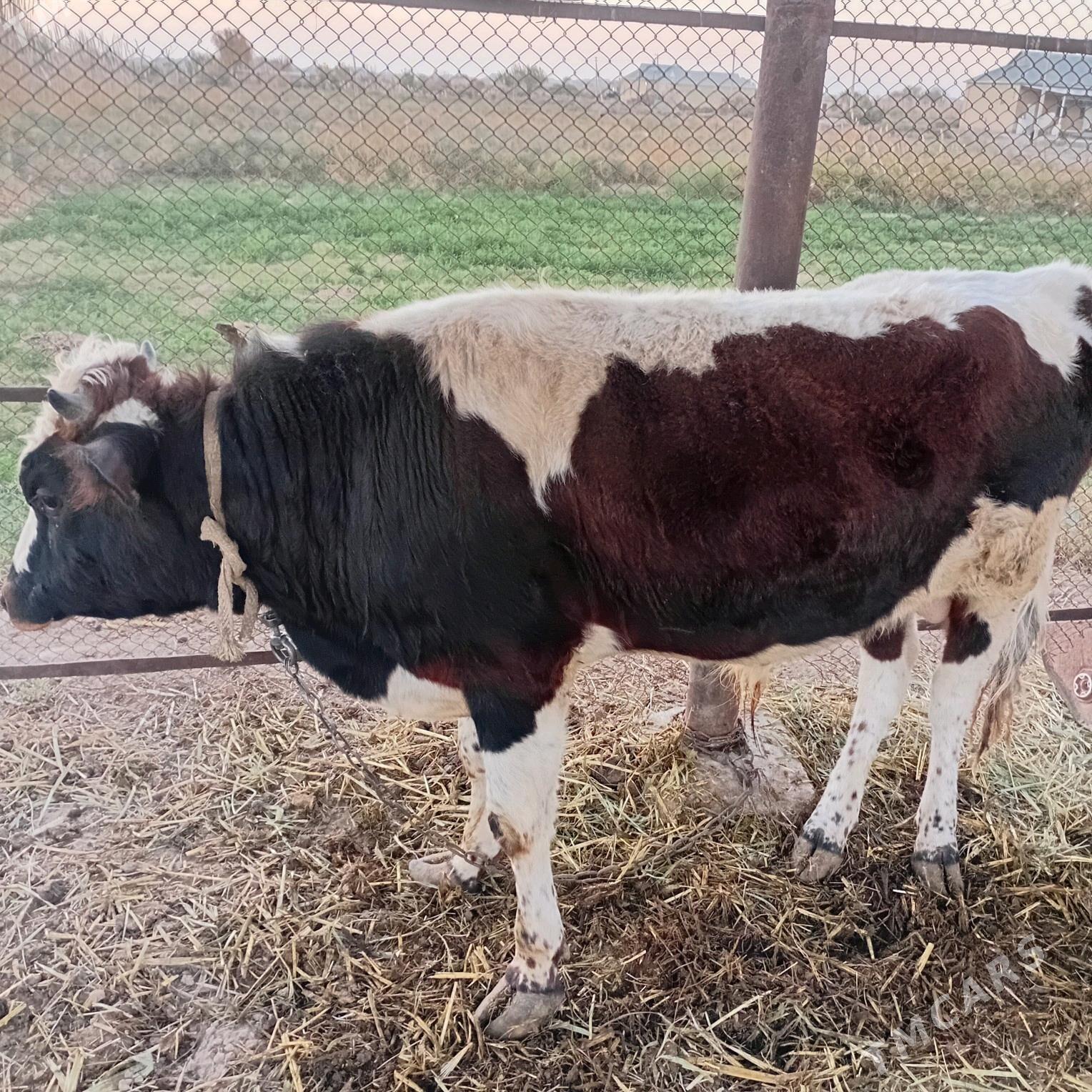 ökiz - Сакарчага - img 3