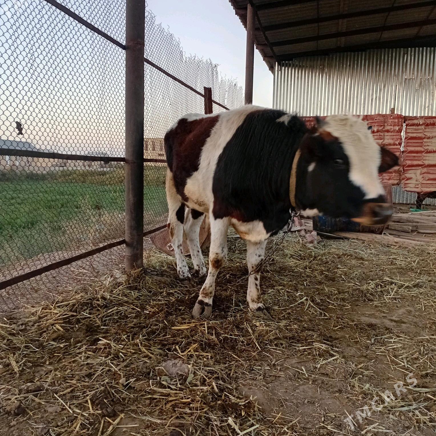 ökiz - Сакарчага - img 5