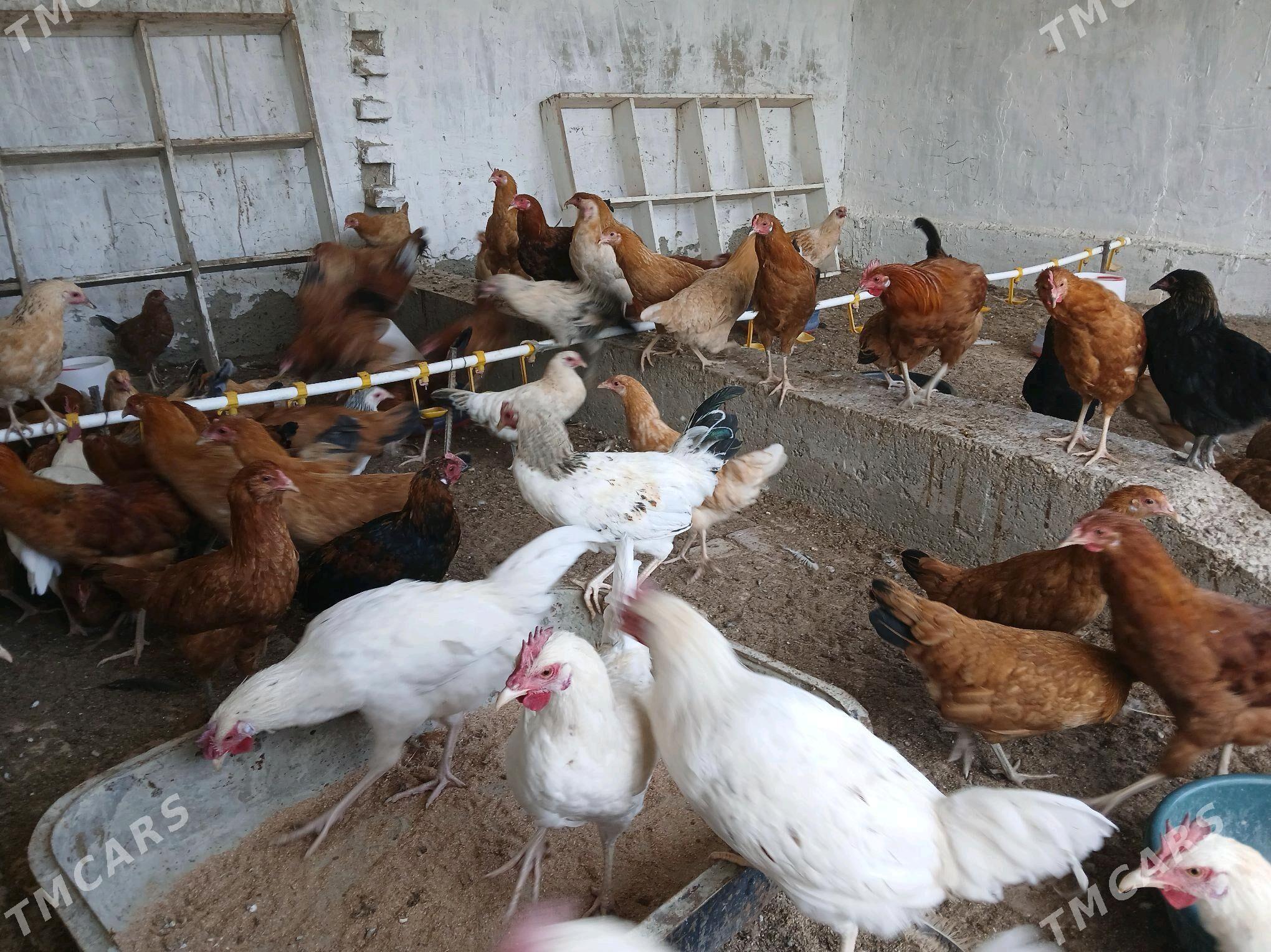 Towuk - Gökdepe - img 3