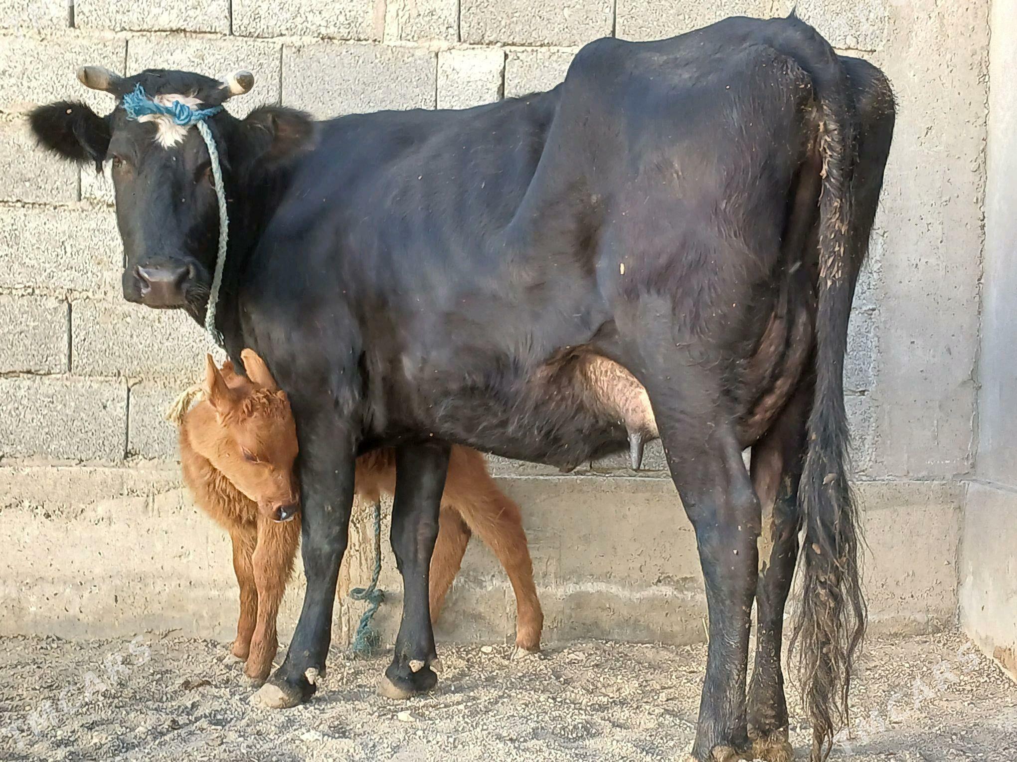 goleli sygyr tohum mal - Balkanabat - img 2
