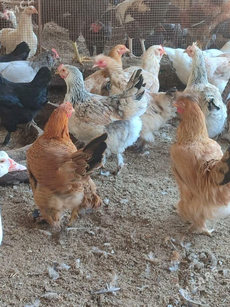 jüyje - Türkmenabat - img 2