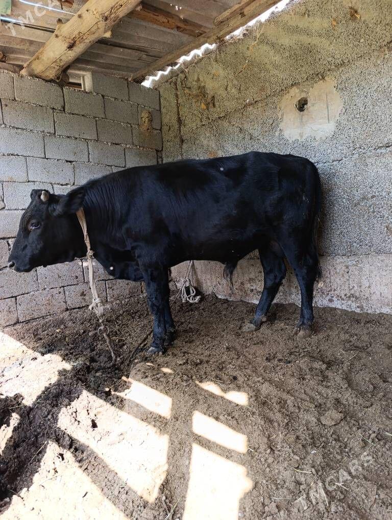 Okuz - Herrikgala - img 1