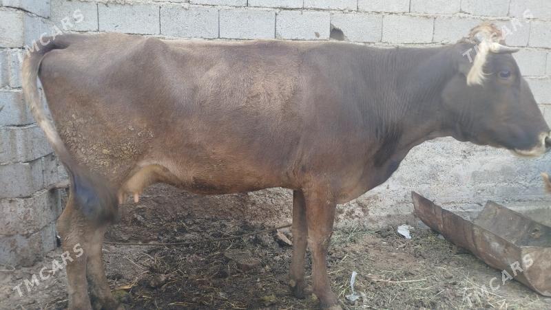 goleli sygyr - Änew - img 3