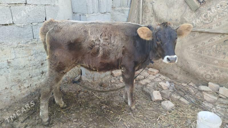 goleli sygyr - Änew - img 8