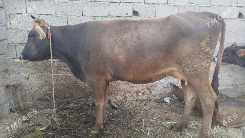 goleli sygyr - Änew - img 1