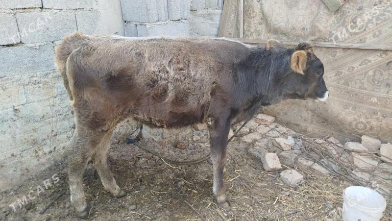 goleli sygyr - Änew - img 9