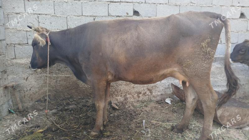 goleli sygyr - Änew - img 2