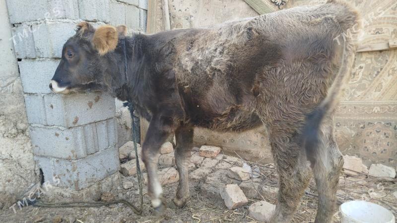 goleli sygyr - Änew - img 6