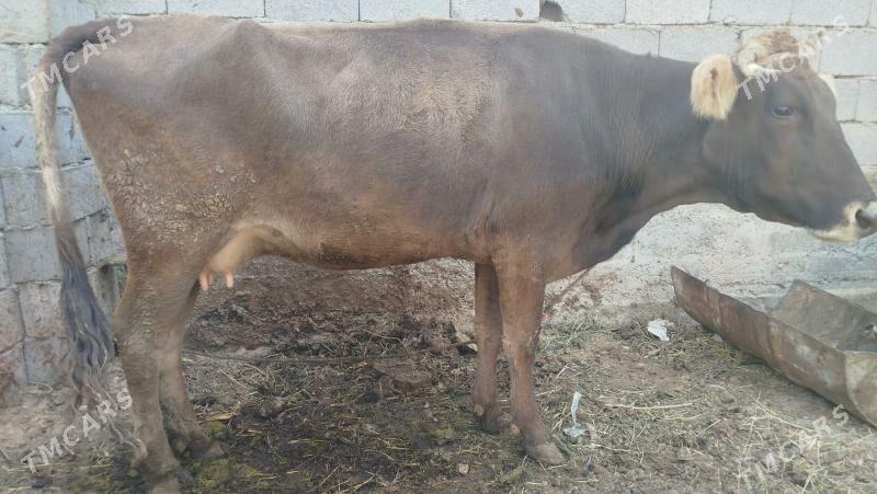 goleli sygyr - Änew - img 4